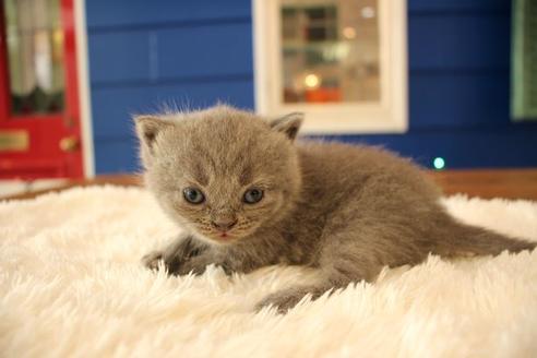 成約済の大阪府のスコティッシュフォールド-8039