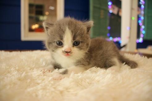 成約済の大阪府のスコティッシュフォールド-8038の1枚目