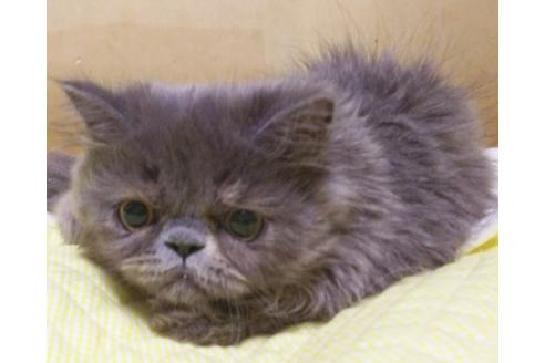 成約済の愛知県のエキゾチックロングヘア-8091の3枚目