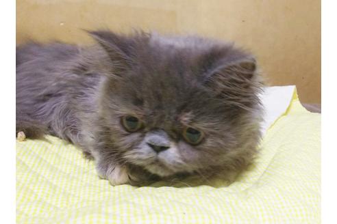 成約済の愛知県のエキゾチックロングヘア-8091の2枚目