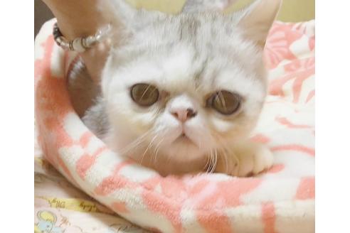 成約済の愛知県のエキゾチックショートヘア-7454の2枚目