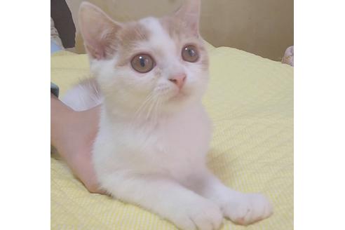 成約済の愛知県のスコティッシュフォールド-8322の5枚目