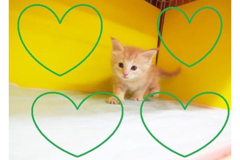 成約済の東京都のメインクーン-8401の2枚目