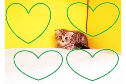 成約済の東京都のスコティッシュフォールド-8406の2枚目