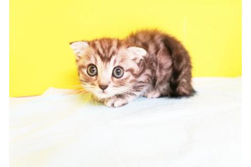 成約済の東京都のスコティッシュフォールド-8406の1枚目