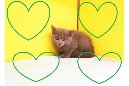 成約済の東京都のブリティッシュショートヘア-8407の2枚目