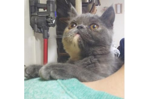 成約済の愛知県のエキゾチックショートヘア-8416の7枚目