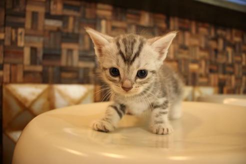 成約済の大阪府のアメリカンショートヘア-8186の2枚目