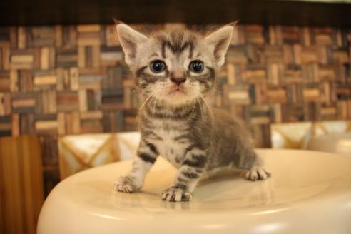 成約済の大阪府のアメリカンショートヘア-8187の4枚目