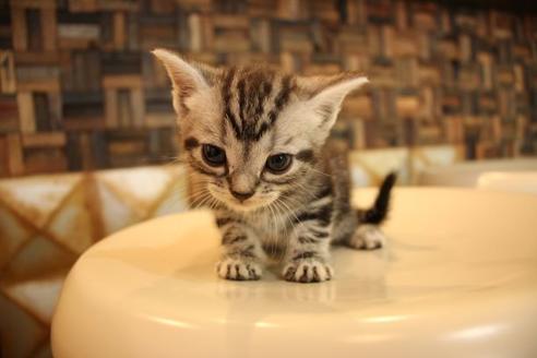 成約済の大阪府のアメリカンショートヘア-8188の4枚目