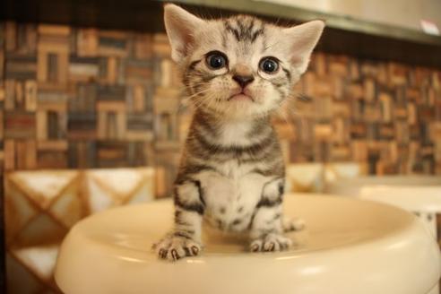 成約済の大阪府のアメリカンショートヘア-8189の4枚目