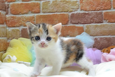 愛知県のスコティッシュフォールド 女の子 19 08 19生まれ ミケ 子猫id 8440 子猫ブリーダーナビ