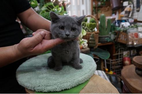 成約済の京都府のブリティッシュショートヘア-8501の3枚目