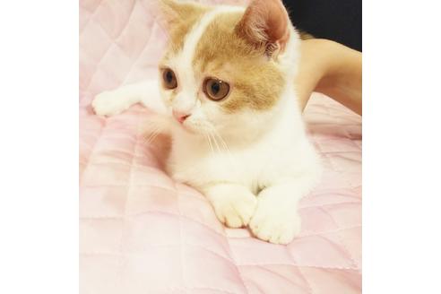 成約済の愛知県のスコティッシュフォールド-8322の1枚目