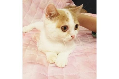 成約済の愛知県のスコティッシュフォールド-8322の4枚目