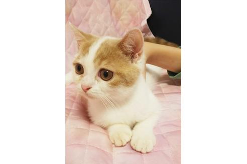 成約済の愛知県のスコティッシュフォールド-8322の3枚目