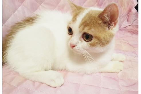 成約済の愛知県のスコティッシュフォールド-8322の2枚目