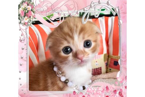 成約済の大阪府のスコティッシュフォールド-8497の5枚目