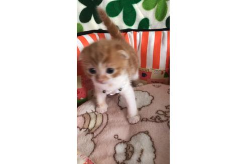 成約済の大阪府のスコティッシュフォールド-8497の4枚目