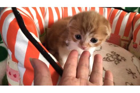 成約済の大阪府のスコティッシュフォールド-8497の3枚目