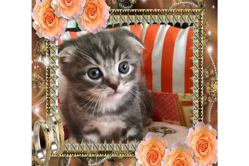 成約済の大阪府のスコティッシュフォールド-8496の7枚目