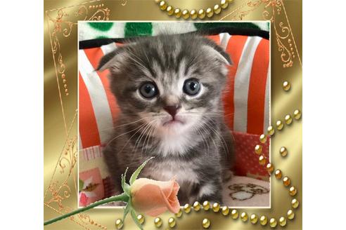 成約済の大阪府のスコティッシュフォールド-8496の6枚目