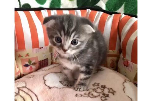 成約済の大阪府のスコティッシュフォールド-8496の5枚目