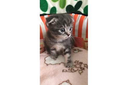 成約済の大阪府のスコティッシュフォールド-8496の4枚目