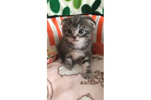 成約済の大阪府のスコティッシュフォールド-8496の3枚目