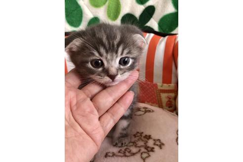 成約済の大阪府のスコティッシュフォールド-8496の1枚目