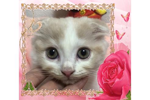 成約済の大阪府のスコティッシュフォールド-8495の4枚目