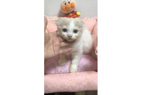 成約済の大阪府のスコティッシュフォールド-8495の3枚目