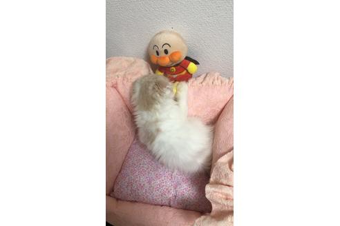 成約済の大阪府のスコティッシュフォールド-8495の2枚目