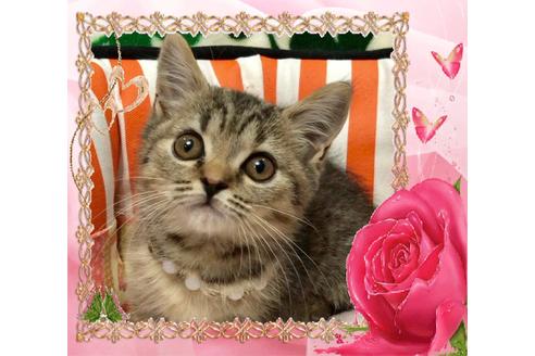 成約済の大阪府のスコティッシュフォールド-8491の6枚目