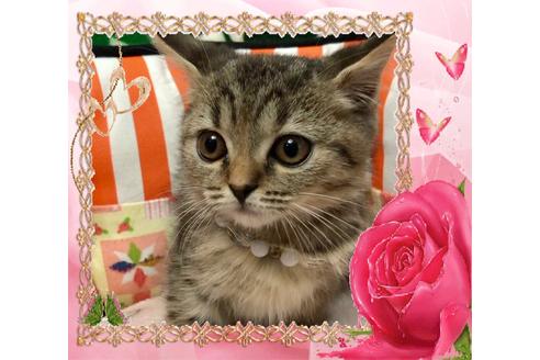 成約済の大阪府のスコティッシュフォールド-8491の5枚目