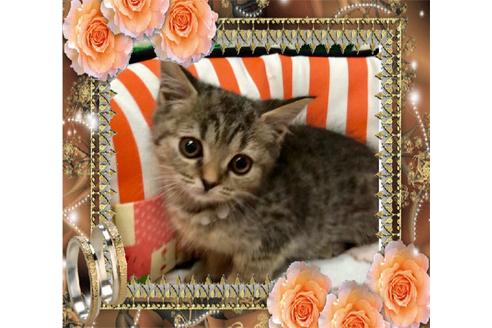 成約済の大阪府のスコティッシュフォールド-8491の4枚目