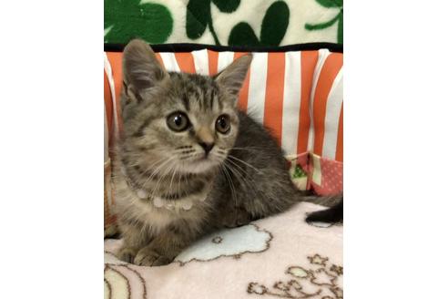 成約済の大阪府のスコティッシュフォールド-8491の2枚目