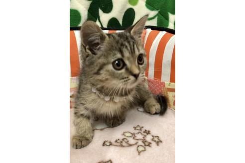 成約済の大阪府のスコティッシュフォールド-8491の1枚目