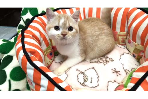 成約済の大阪府のスコティッシュフォールド-8485の4枚目