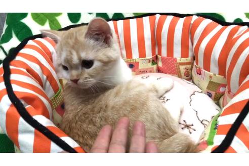 成約済の大阪府のスコティッシュフォールド-8485の3枚目