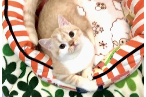 成約済の大阪府のスコティッシュフォールド-8485の2枚目