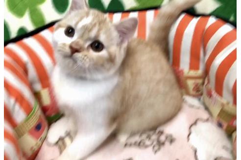 成約済の大阪府のスコティッシュフォールド-8485の1枚目