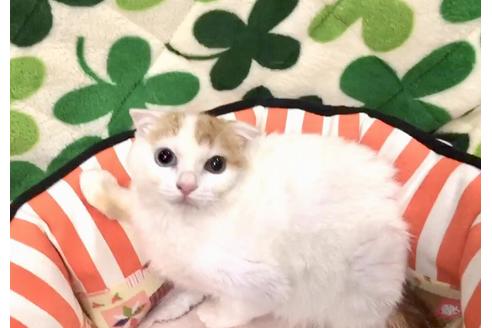 成約済の大阪府のスコティッシュフォールド-8481の2枚目