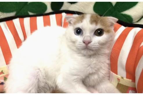 成約済の大阪府のスコティッシュフォールド-8481の1枚目