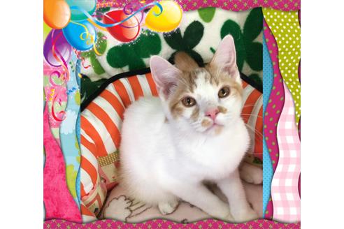 成約済の大阪府のスコティッシュフォールド-8479の4枚目