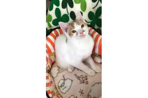 成約済の大阪府のスコティッシュフォールド-8479の2枚目