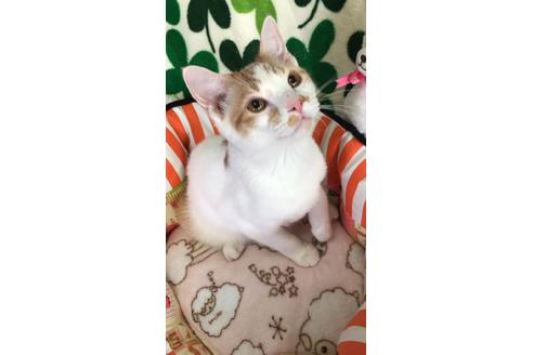 成約済の大阪府のスコティッシュフォールド-8479の1枚目