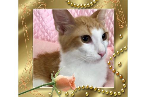 成約済の大阪府のノルウェージャンフォレストキャット-8476の6枚目