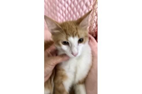 成約済の大阪府のノルウェージャンフォレストキャット-8476の5枚目