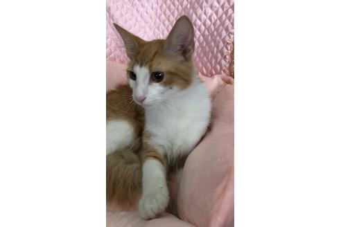 成約済の大阪府のノルウェージャンフォレストキャット-8476の4枚目